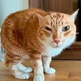 Telegram profile photo for Алын x1000