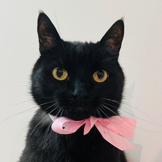 Telegram profile photo for Сашка Чех