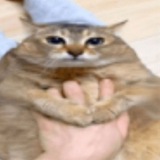 Telegram profile photo for Сябачко домашняя 16+