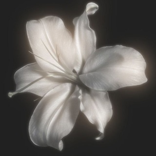 Telegram profile photo for الألمعيّــــــــة.