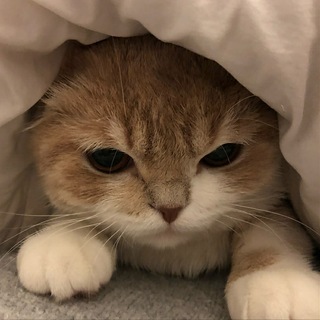 Telegram profile photo for Meowleak
