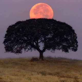 Telegram profile photo for Avhana trend