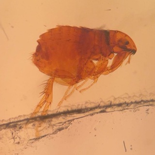 Telegram profile photo for Parasite