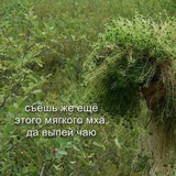 Telegram profile photo for кварцевание | новелла