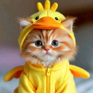 Telegram group profile photo for Meow Forex Tools Chat Room