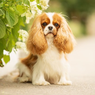 Telegram profile photo for Angelgin Cavaliers | Питомник Cavalier King Charles Spaniel