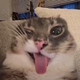 Telegram profile photo for LUNA - NEWS