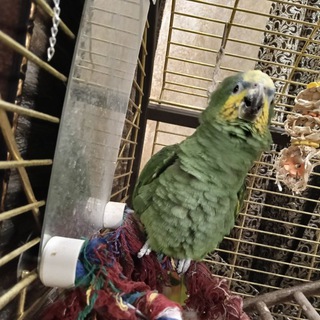 Telegram profile photo for СВОБОДУ ПОПУГАЯМ🦜