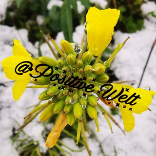 Telegram profile photo for Positive Welt