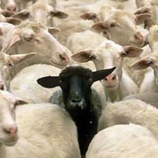 Telegram group profile photo for Vaccini Puliti