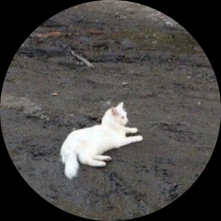 Telegram profile photo for яоками лайф