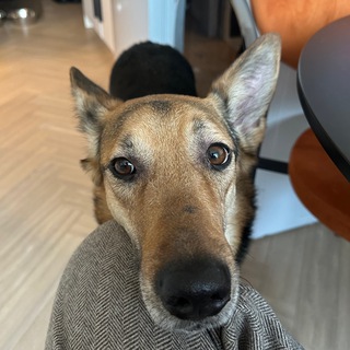 Telegram profile photo for Семен Семенович ищет дом