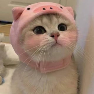 Telegram group profile photo for Чат | Взаимка | Подписки