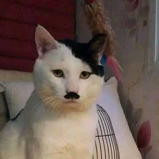 Telegram profile photo for Airdrop Merakyat