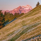 Telegram profile photo for خُرم، خرامان میروم