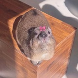Telegram profile photo for ° ੈ✧ арка увольнения мару ✧ੈ°