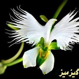 Telegram profile photo for 💎 دوستان خوب 💎