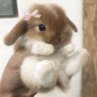 Telegram profile photo for β‘βΛ bunnyvault πΎ