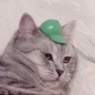 Telegram profile photo for Картинки с тупыми котами