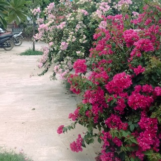 Telegram profile photo for ရွှေခေါင်းလောင်း