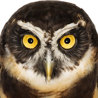 Telegram profile photo for linux-notes