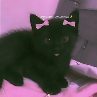Telegram profile photo for кошькина грамота