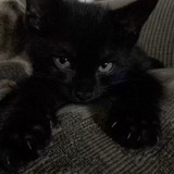 Telegram profile photo for IDV BŸ K̶VĚLS