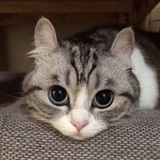 Telegram profile photo for Архив чеков 🥺
