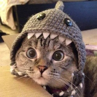 Telegram profile photo for Shark Cat Portal