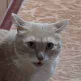 Telegram profile photo for МУРЛИК/КОГТИК