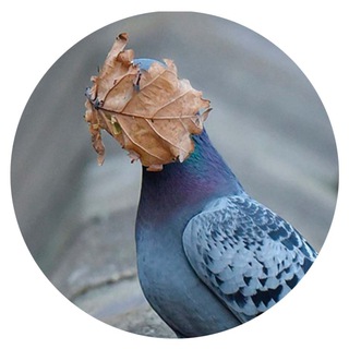 Telegram profile photo for Кишинев в Шоке