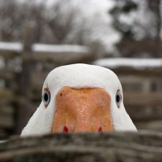 Telegram profile photo for Жареные гуси ✨