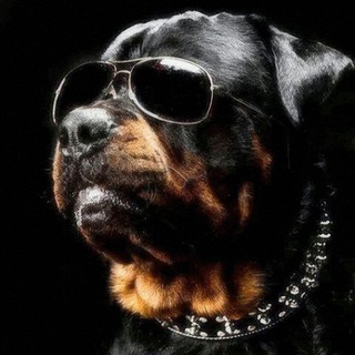 Telegram profile photo for Kingdom of Rottweiler