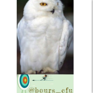 Telegram profile photo for سرخطی بورس جایگاه یک ( احیا آکو منجیل )
