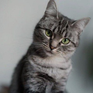 Telegram profile photo for Poseidon Cat