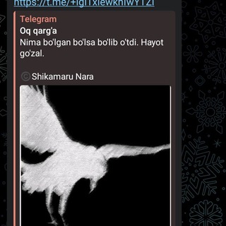 Telegram profile photo for Havola