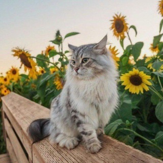 Telegram profile photo for نـورٌ علۍ نـور 🌻.