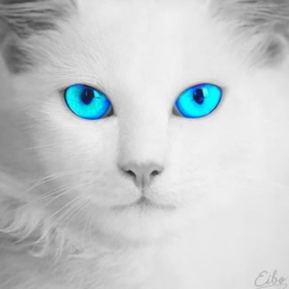 Telegram profile photo for SodaEffect