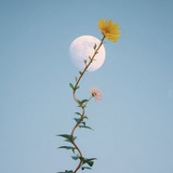 Telegram profile photo for Beautiful