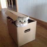Telegram profile photo for BOXEDCAT $BOXED