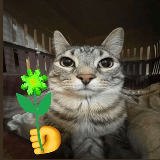 Telegram profile photo for E drop