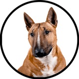 Telegram profile photo for Минибуль Данчик