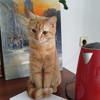 Telegram profile photo for Знайшов Загубив Вишневе Крюківщина Софіївська Петропавлівська Борщагівка Гатне Київ Святопетрівське