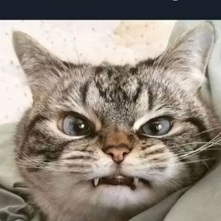 Telegram profile photo for Смешные пушистики