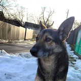 Telegram profile photo for ⛺Ꮧᴏᴦᴏʙᴏ Ꮇᴇᴛиᴄᴀ🐕🦺