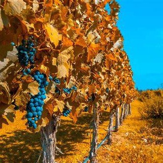 Telegram profile photo for mendoza