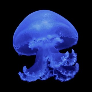 Telegram profile photo for Daily / confession Jellyfish 🪼