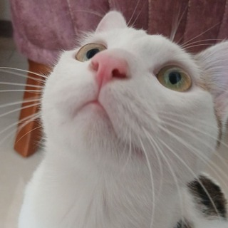 Telegram profile photo for today's mess