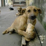 Telegram profile photo for Ekmek Dog Portal
