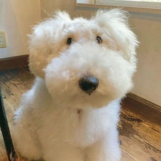 Telegram profile photo for Шопик Ами (НЕ ЛИЧ)